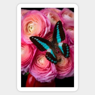 Blue Butterfly On Pink Ranunculus Sticker